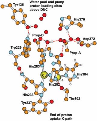 Reaction pathways, proton transfer, and proton pumping in ba3 class cytochrome c oxidase: perspectives from DFT quantum chemistry and molecular dynamics